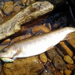 渓流ミノーイング